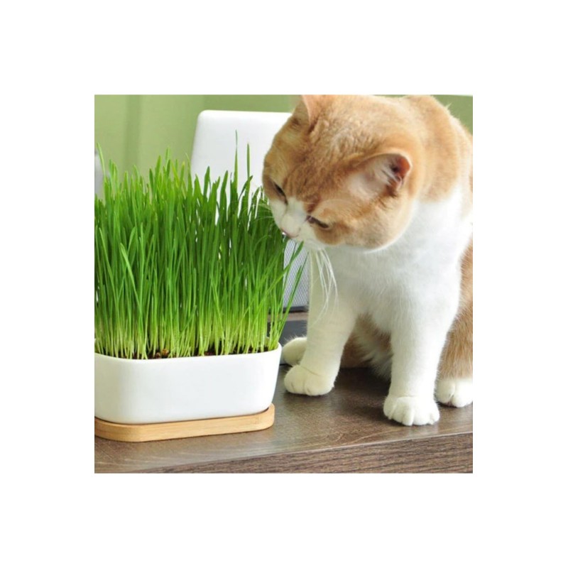 Doğal Kedi Çimi , Tüy Yumağı Önleyici